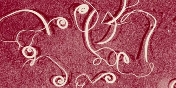 عکس انگل های انسانی