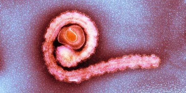 کرم نواری کوتوله در بدن انسان