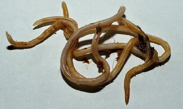 توکسوکارا از بدن انسان